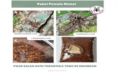 PAKET PEMULA HEMAT - TARANTULA GRAMMOSTOLA PULCHRIPES